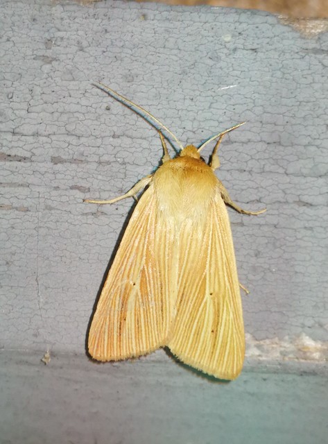 sápadt rétibagoly - Mythimna pallens