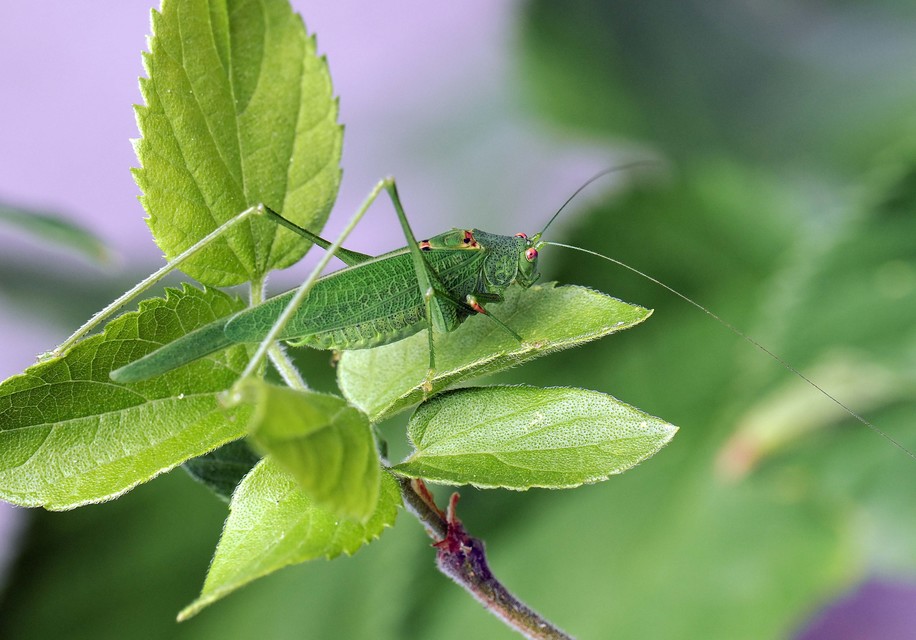 Phaneroptera nana - pontozott repülőszöcske