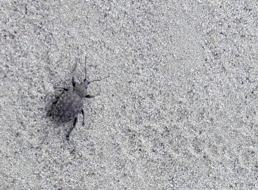 Otiorhynchus ligustici - vincellér-gyalogormányos