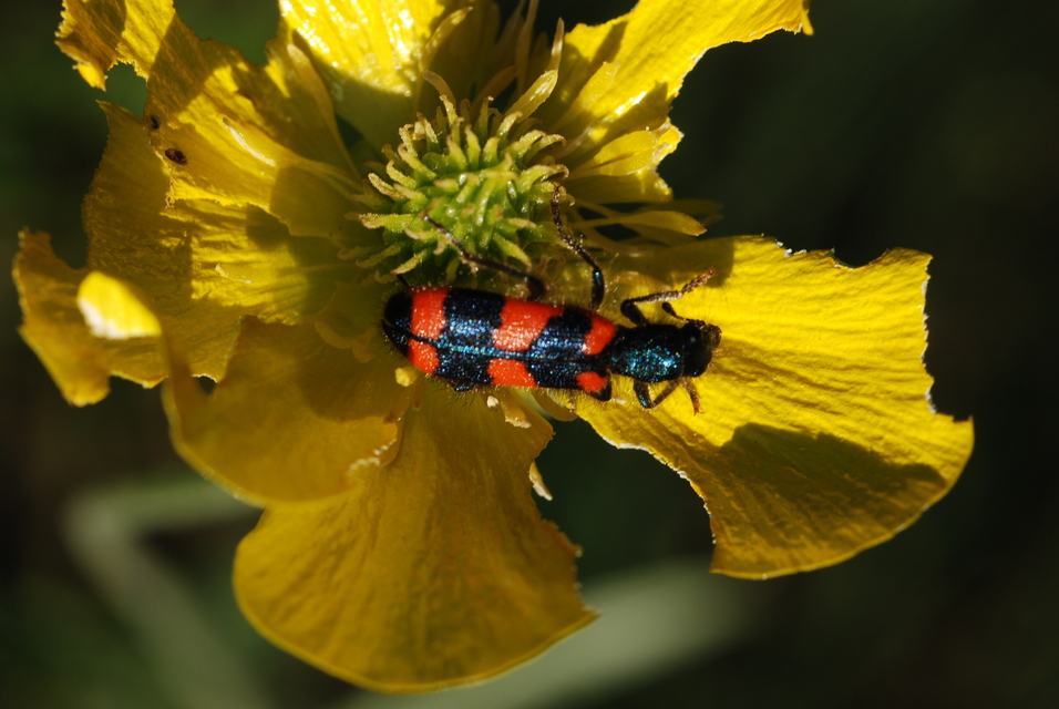 Trichodes favarius - hatfoltos méhészbogár