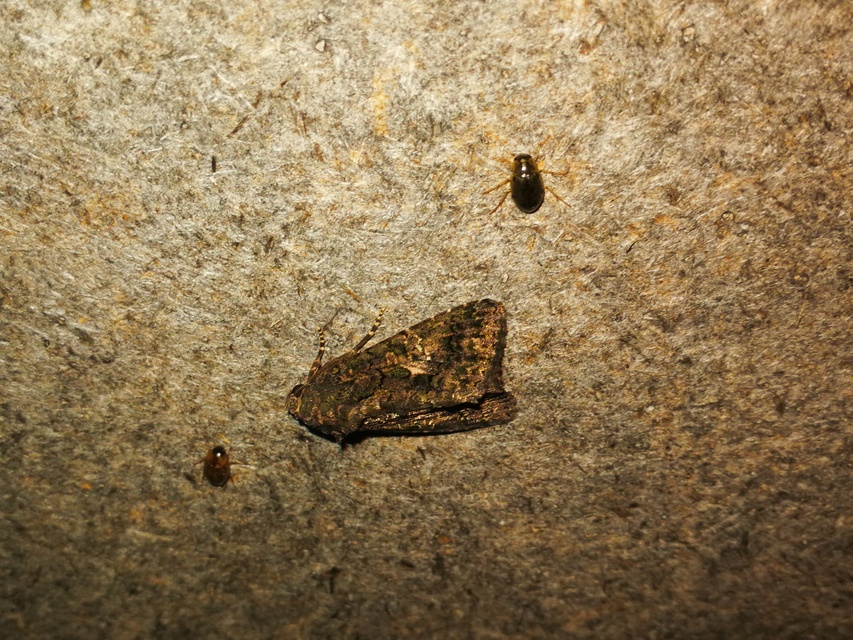 déli folyófűbagoly - Anophia leucomelas