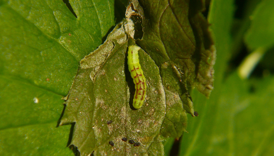 Acasis appensata - békabogyó-araszoló