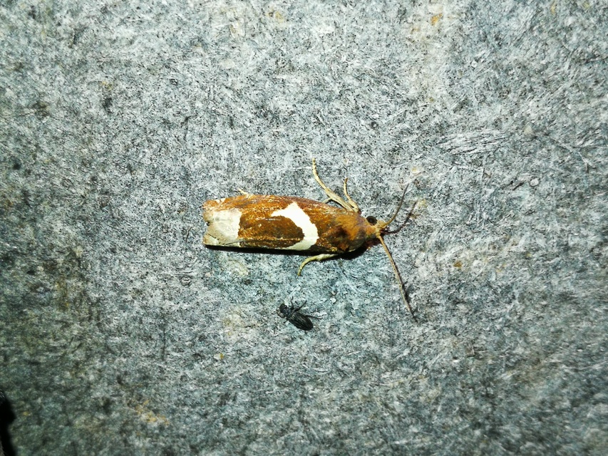 Epiblema foenella - kampósfoltú tükrösmoly
