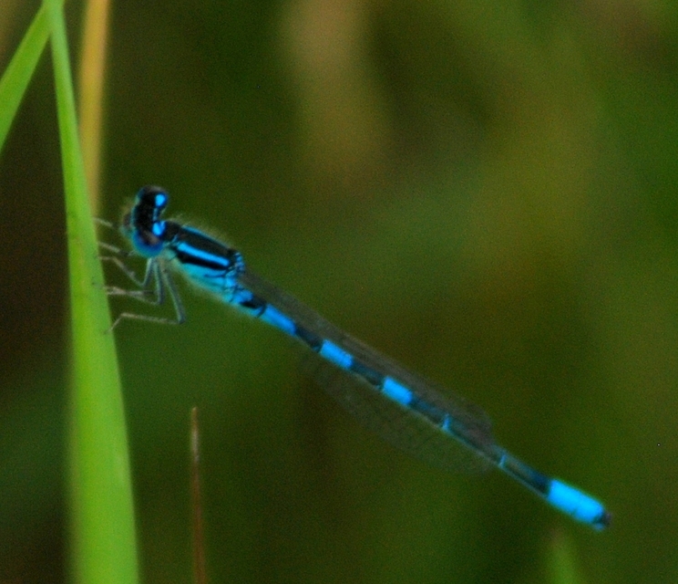 Coenagrion scitulum - mediterrán légivadász