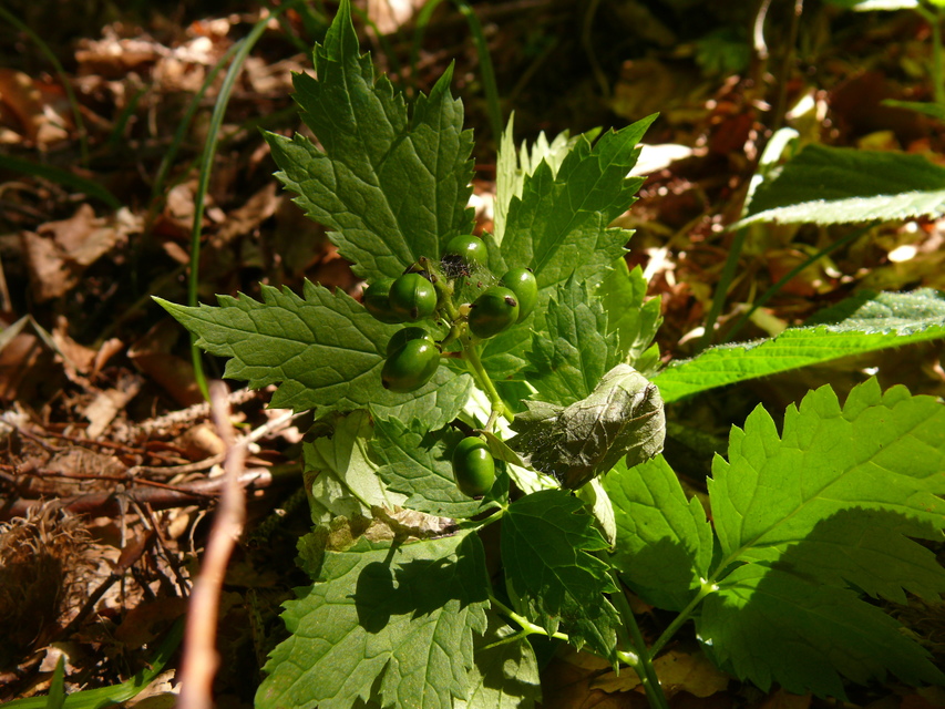 Acasis appensata - békabogyó-araszoló