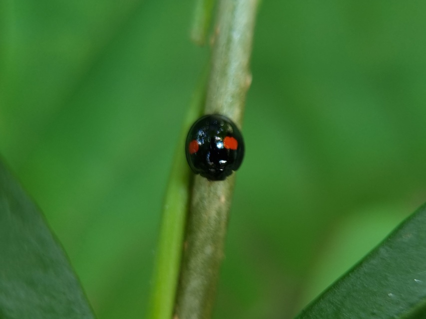 Chilocorus renipustulatus - vesefoltos szerecsenkata