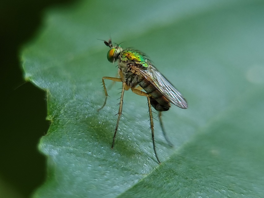 Dolichopodidae - szúnyoglábú legyek