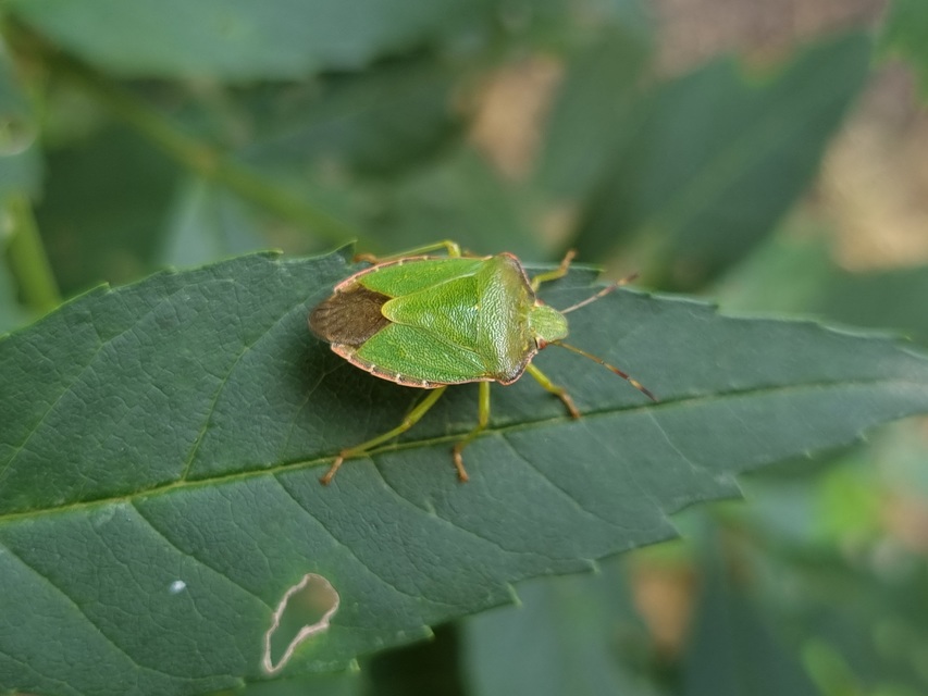 Palomena prasina - zöld bogyómászó-poloska Palomena prasina - zöld bogyómászó-poloska