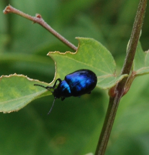 Chrysochus asclepiadeus - tündöklő méreggyiloklevelész