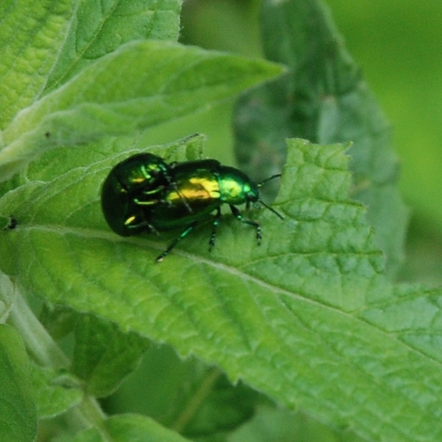 Chrysolina herbacea - zöld mentalevelész
