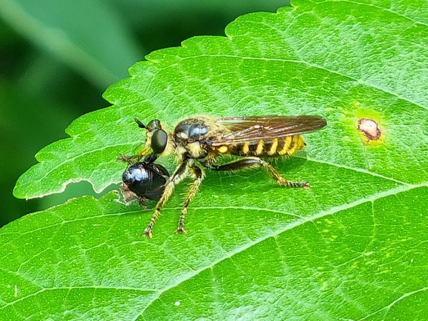 Choerades fimbriata/fulva
