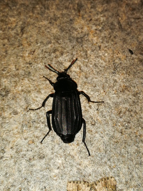 Necrodes littoralis - nagy dögbogár