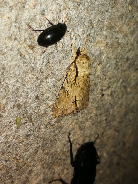 Acronicta cuspis/tridens/psi