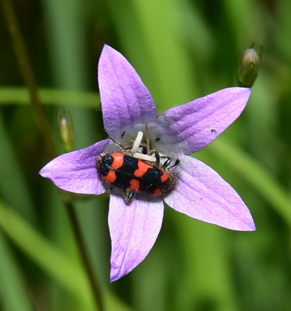 Trichodes favarius - hatfoltos méhészbogár