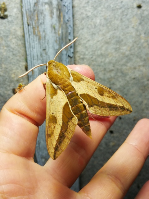 Hyles euphorbiae - kutyatejszender