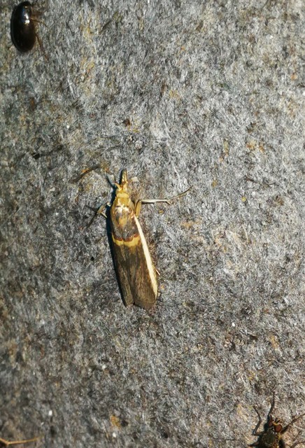 Etiella zinckenella - akácmoly