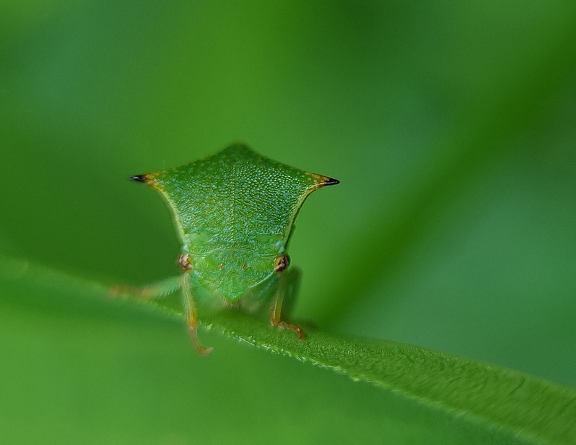 Stictocephala bisonia - bivalykabóca