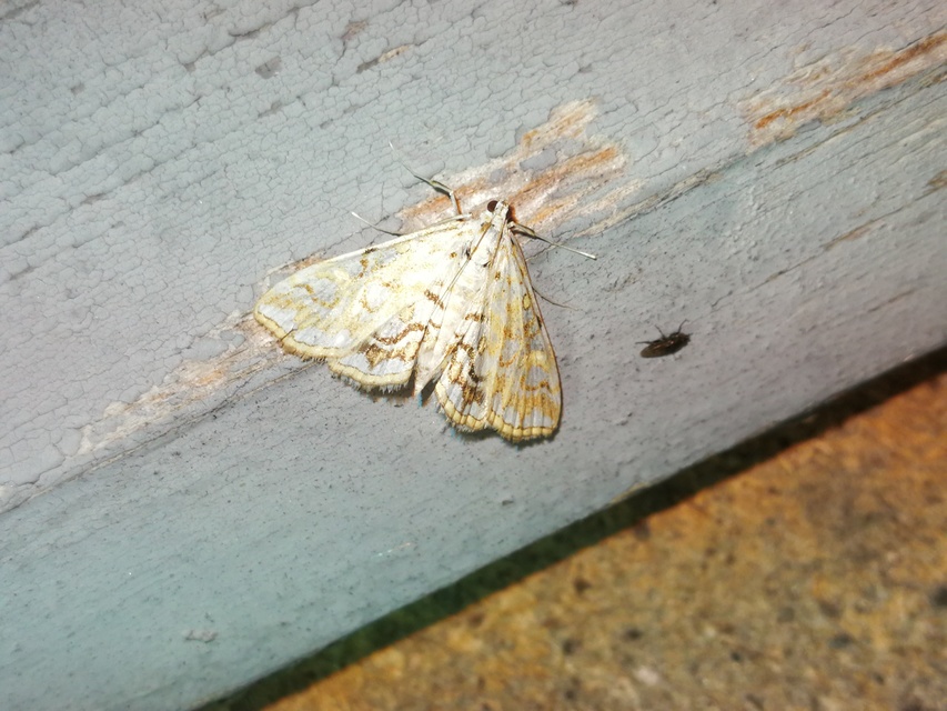 Elophila nymphaeata - tarka vízimoly