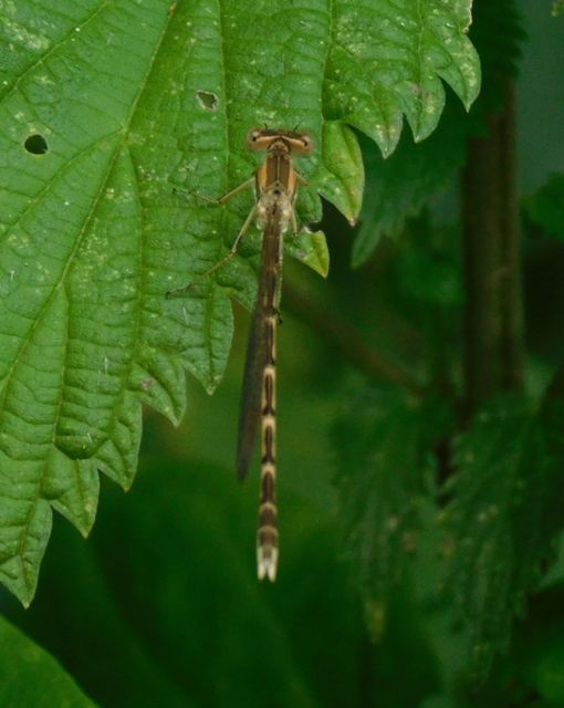 Sympecma fusca - téli rablószitakötő