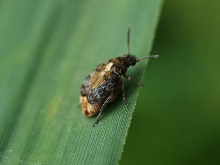 Megabruchidius dorsalis - foltoshátú lepényfazsizsik