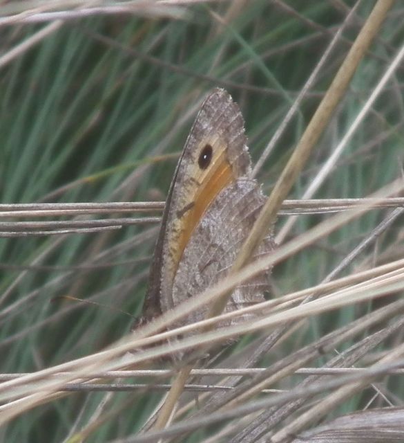 Arethusana arethusa - közönséges szemeslepke