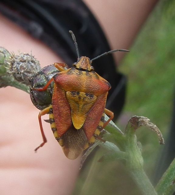 Carpocoris Carpocoris