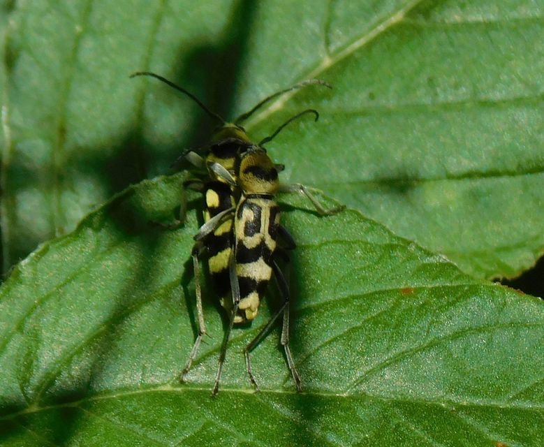 Chlorophorus varius - díszes darázscincér