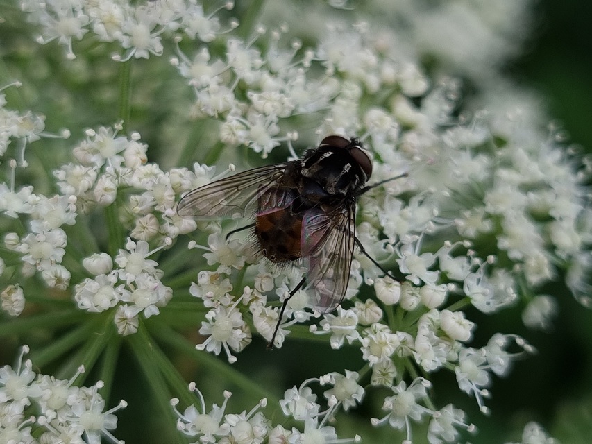 Graphomya