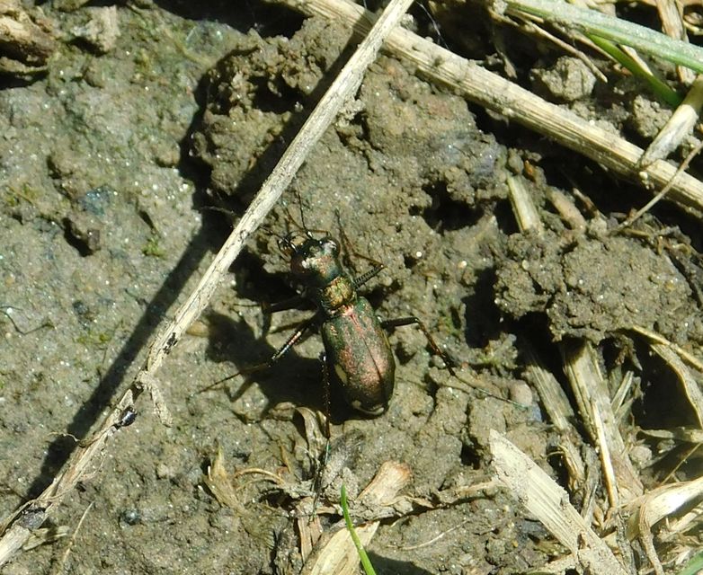 Cylindera germanica - parlagi homokfutrinka