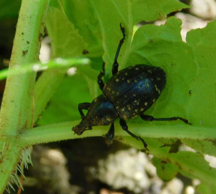 Liparus germanus - német acsalapuormányos