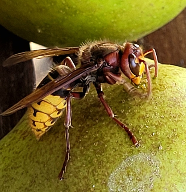 Vespa crabro - lódarázs