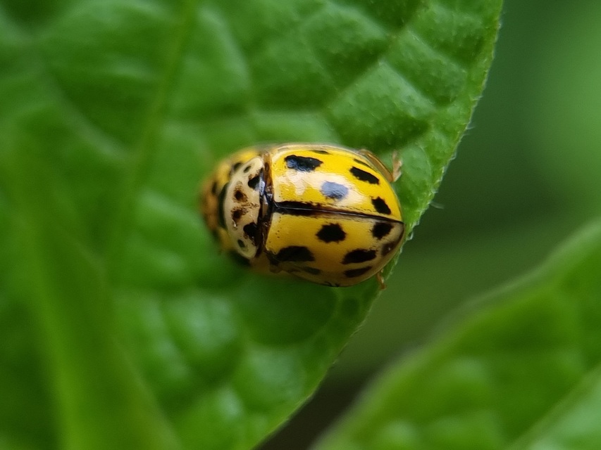 Propylea quatuordecimpunctata - tizennégypettyes füsskata