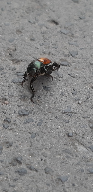 Anisoplia austriaca - osztrák szipoly