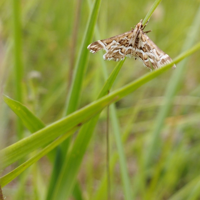 Diasemia reticularis - betűmintás tűzmoly