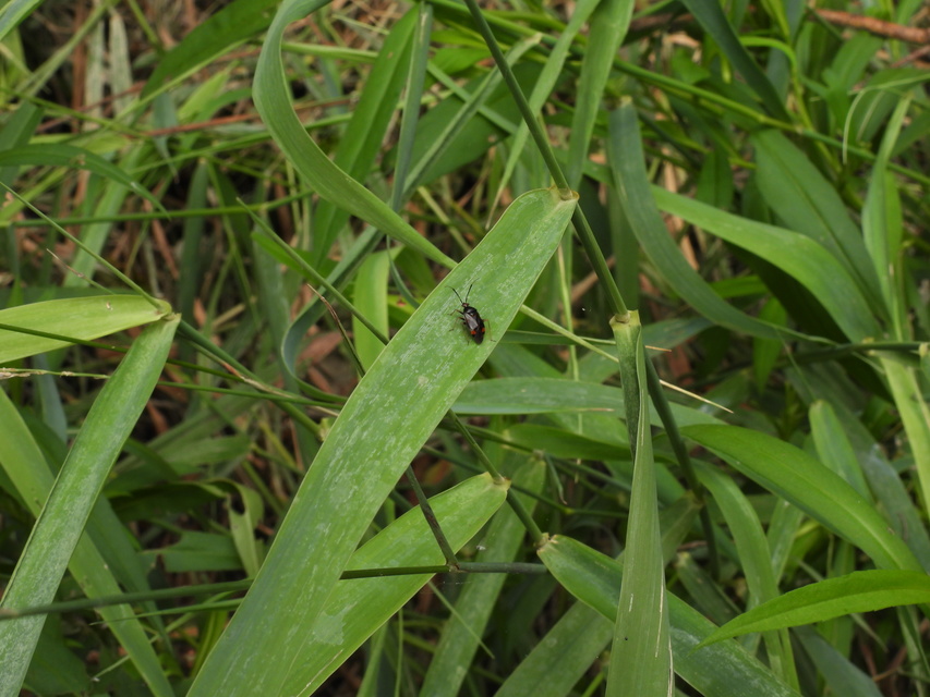 Deraeocoris ruber - vöröses mezeipoloska