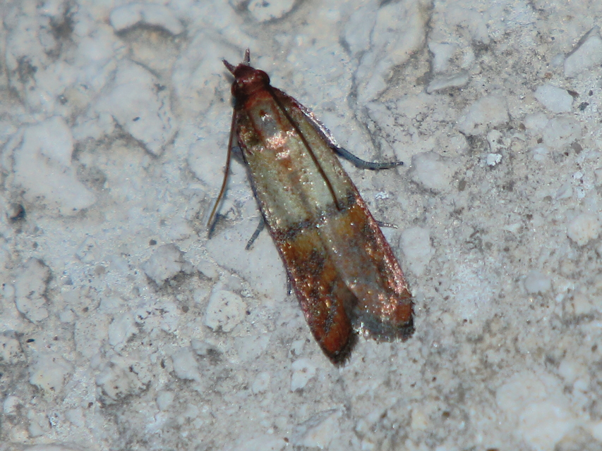 Plodia interpunctella - aszalványmoly