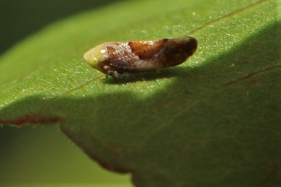 Hishimonus hamatus