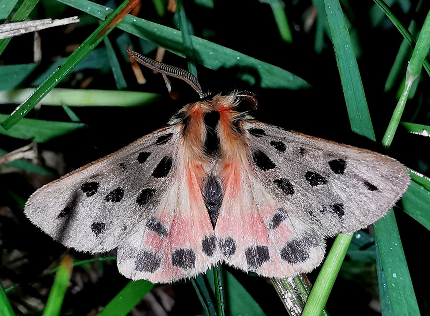 Chelis maculosa - foltos medvelepke