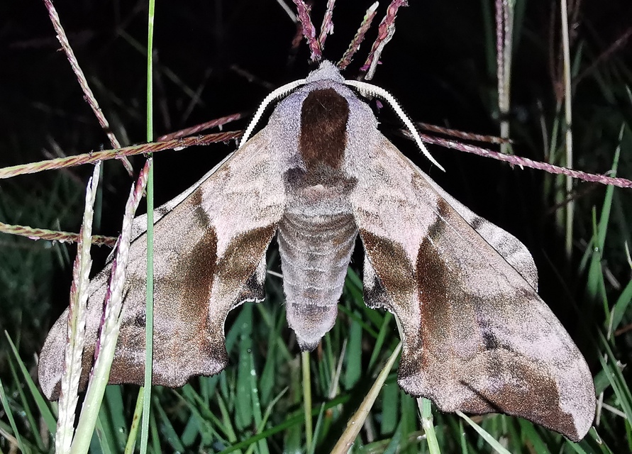 Smerinthus ocellatus - esti pávaszem