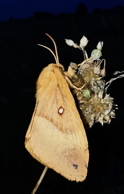 Lasiocampa quercus - tölgyfaszövő