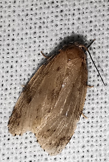 Thumata senex - mocsári medvelepke