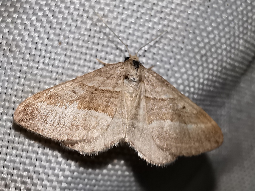 Phibalapteryx virgata - szürke galajaraszoló