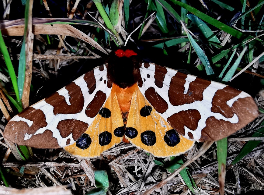 Arctia caja - közönséges medvelepke