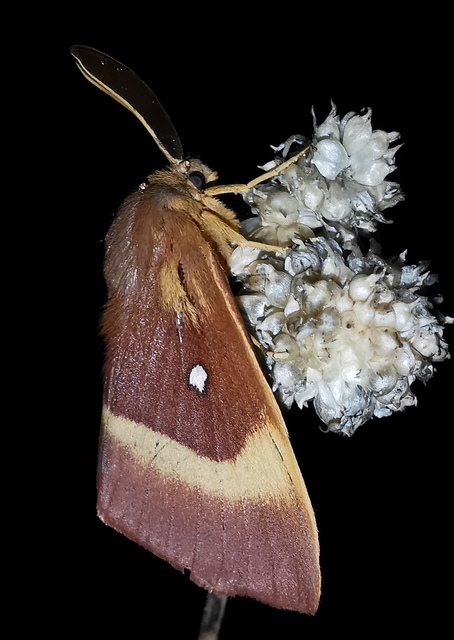 Lasiocampa quercus - tölgyfaszövő