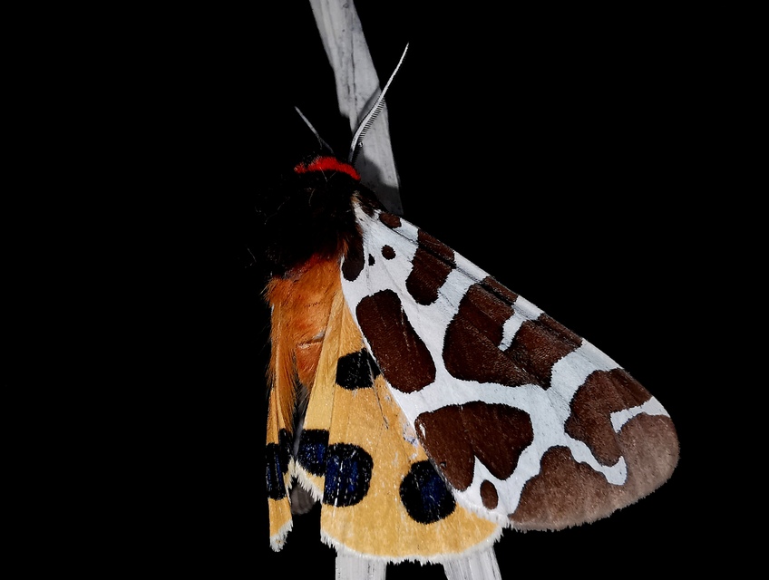 Arctia caja - közönséges medvelepke