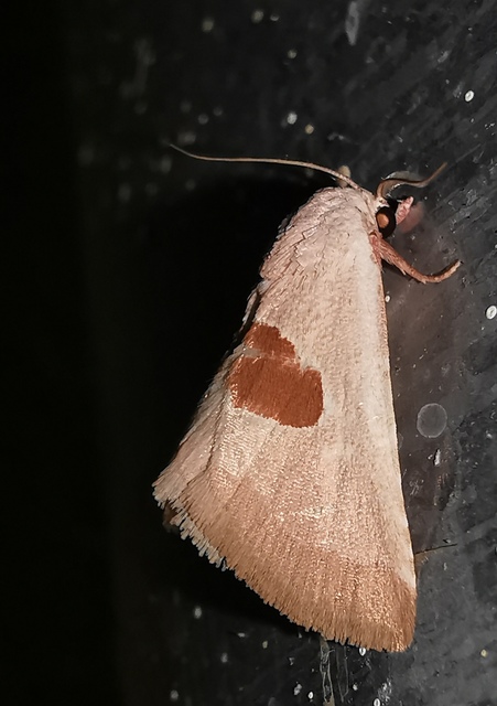Calymma communimacula - pajzstetűfaló bagoly