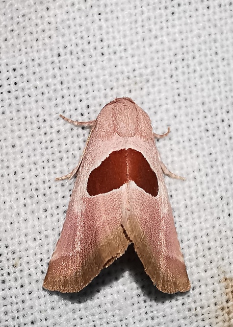 Calymma communimacula - pajzstetűfaló bagoly