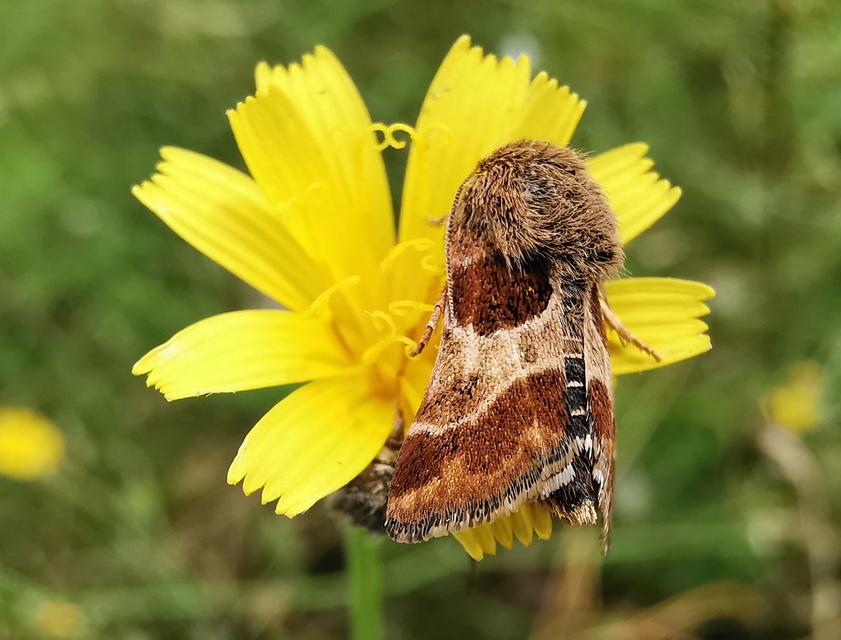 Schinia cognata - nyúlparéj-nappalibagoly