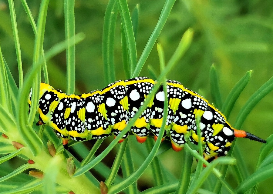 Hyles euphorbiae - kutyatejszender