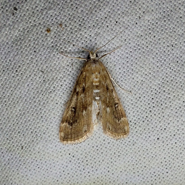 Parapoynx stratiotata - közönséges vízimoly